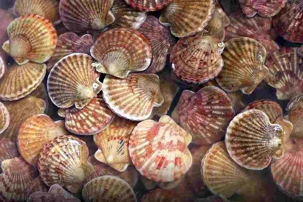 Giá tại cảng sò điệp Đại Tây Dương tiếp tục giảm ở Mỹ 