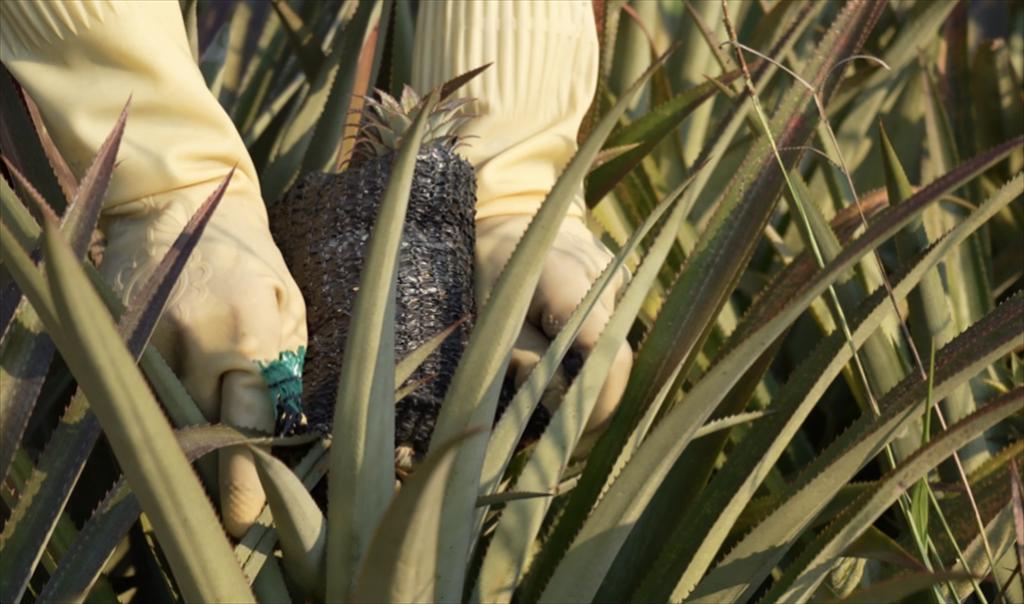 Agricultural, forestry and fishery exports surge over 14% in first half of the year