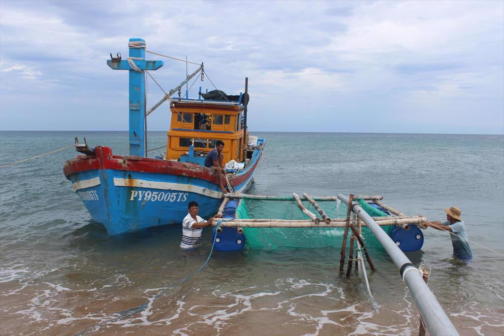 Làm chủ công nghệ nuôi cá chim vây vàng trên biển