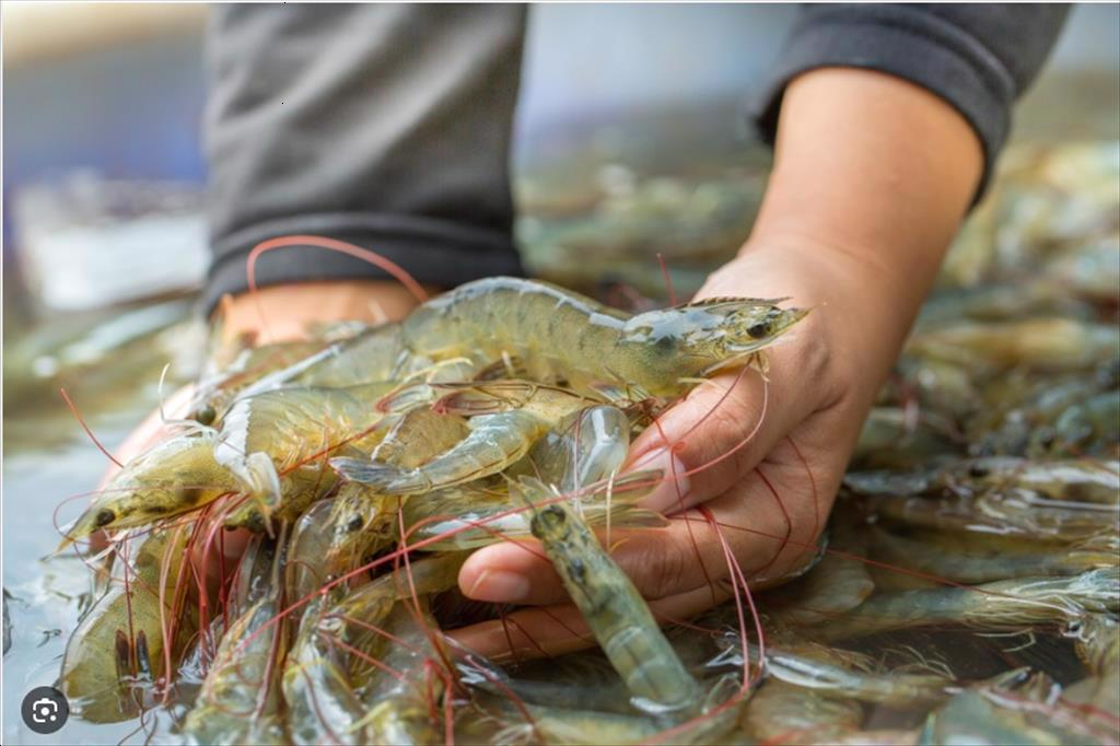 Ecuador giữ vững lợi thế thuế quan, giá tôm tăng khi nguồn cung thắt chặt và nhu cầu Trung Quốc phục hồi