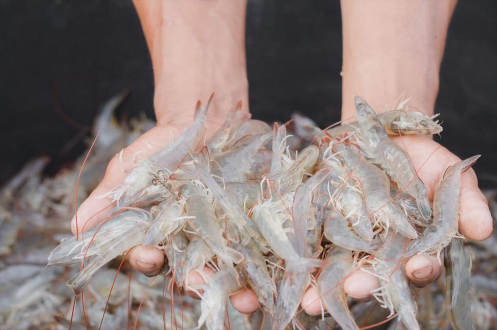 Ấn Độ và Hoa Kỳ chạy đua với thời gian trước hạn chót ngày 97 Ngành tôm Ấn Độ đối mặt nguy cơ chịu thuế hơn 33%