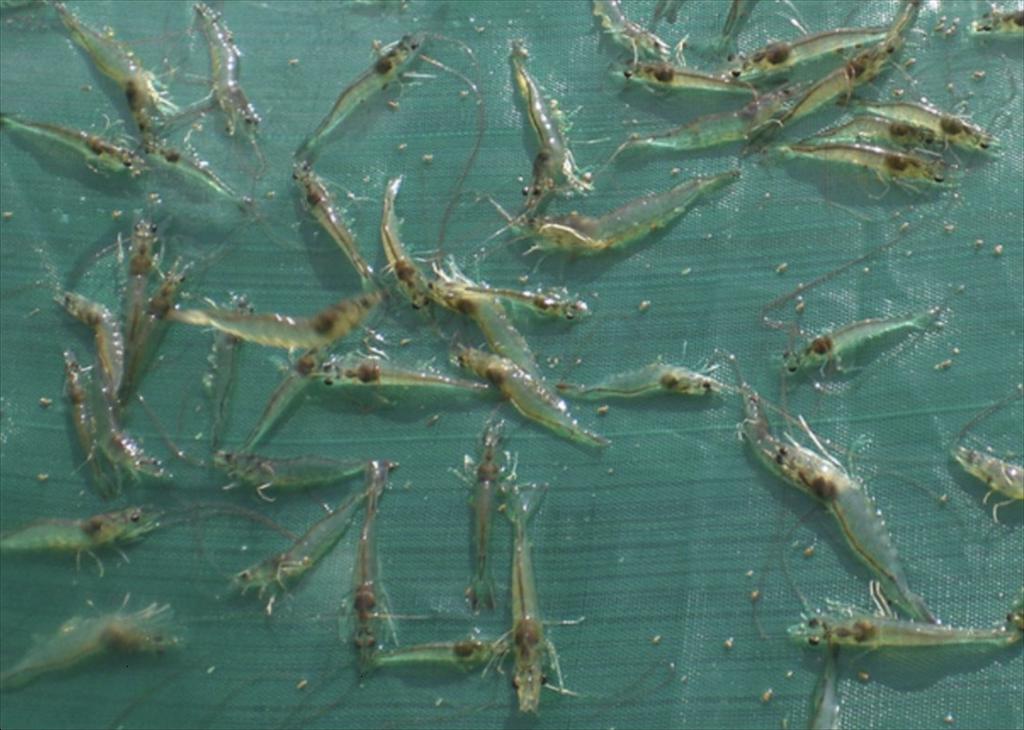 Tăng cường kiểm soát chất lượng tôm giống, hướng tới vụ nuôi 2025 hiệu quả