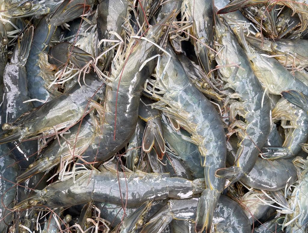 Sáp nhập Cà Mau – Bạc Liêu Tăng sức bật cho thương hiệu tôm và kinh tế biển