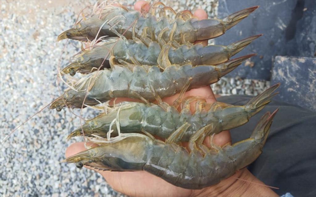 Tránh rủi ro trong nuôi tôm vùng nước mặn thấp