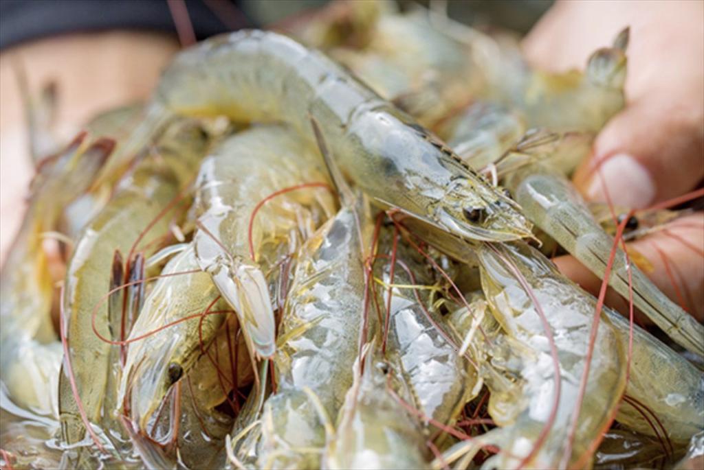 Xuất khẩu tôm của Ecuador tháng 52025 đạt mức cao nhất theo tháng