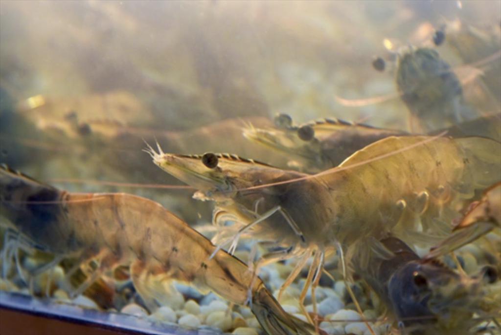 Các nhà xuất khẩu tôm Ấn Độ tìm cách duy trì hoạt động của các trang trại nuôi tôm 