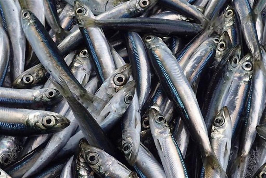 Sản lượng cá cơm Peru giảm mạnh, giá bột cá Trung Quốc tăng vọt