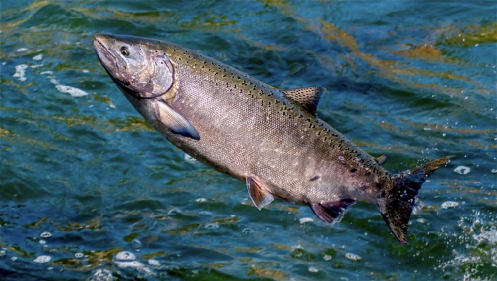 Dự án của Na Uy biến khí CO₂ thành thức ăn cho cá hồi