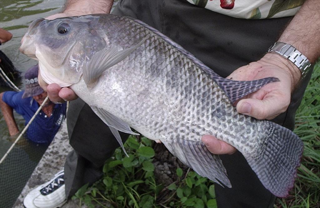 Công nghệ dinh dưỡng NUQO NEX cải thiện hiệu quả nuôi cá rô phi