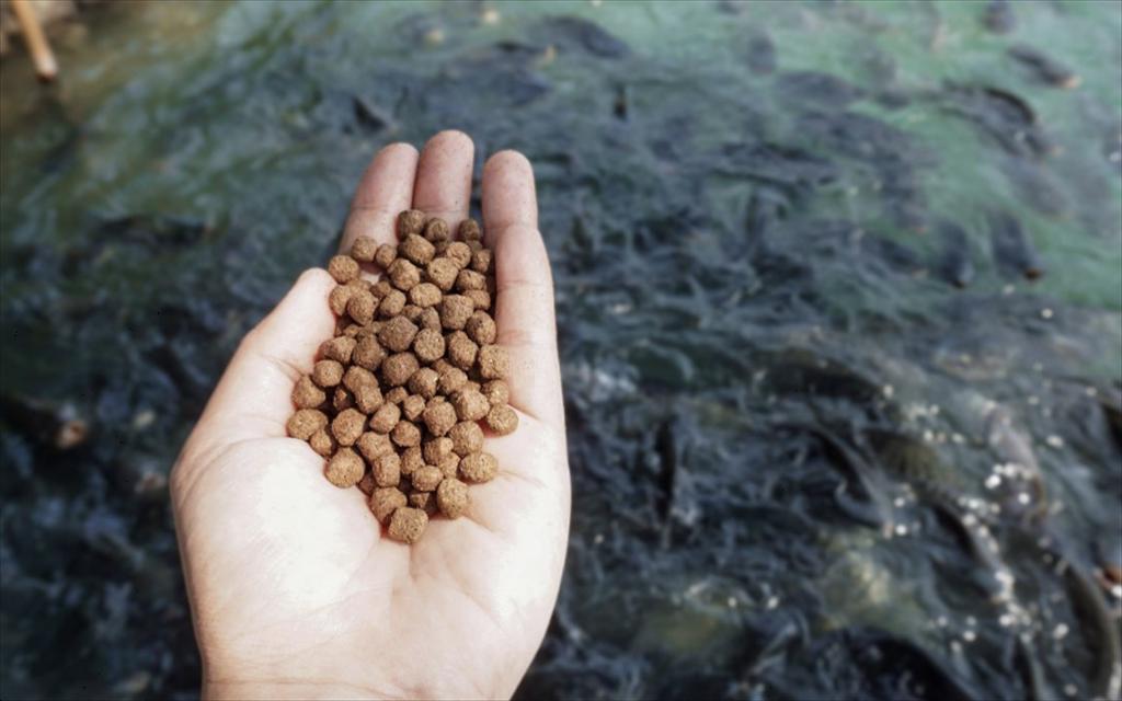 Dabaco đầu tư vào sản xuất thức ăn chăn nuôi, mở rộng quy mô ngành thủy sản