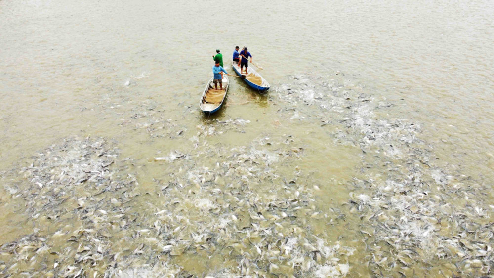 Đồng Tháp số hóa ngành cá tra, 100% cơ sở được cấp mã nhận diện