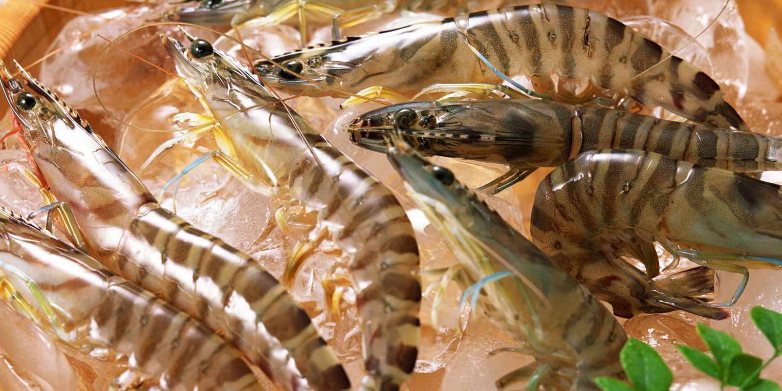Whiteleg shrimp spearheads growth, premium black tiger shrimp recovery Can shrimp market maintain pace after May