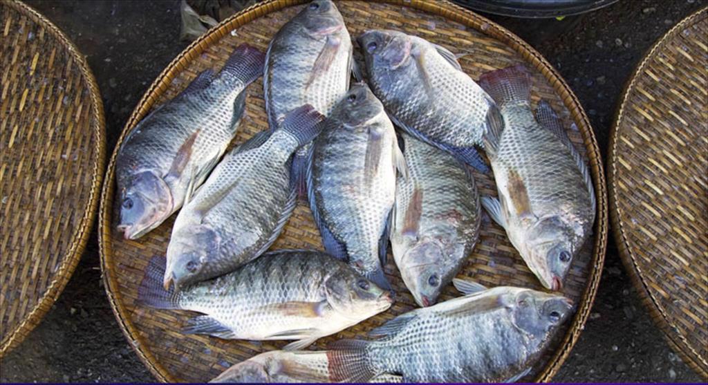 Chính phủ Mexico có kế hoạch thúc đẩy nuôi cá rô phi