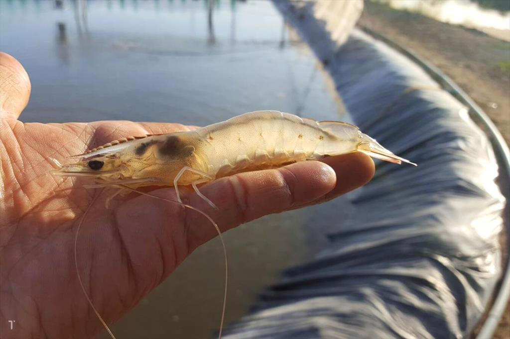 Ấn Độ cần nhập khẩu nguyên liệu tôm để duy trì sản xuất quanh năm