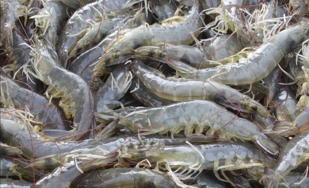 Avanti vẫn vận chuyển tôm sang Mỹ bình thường trước hạn thuế 97