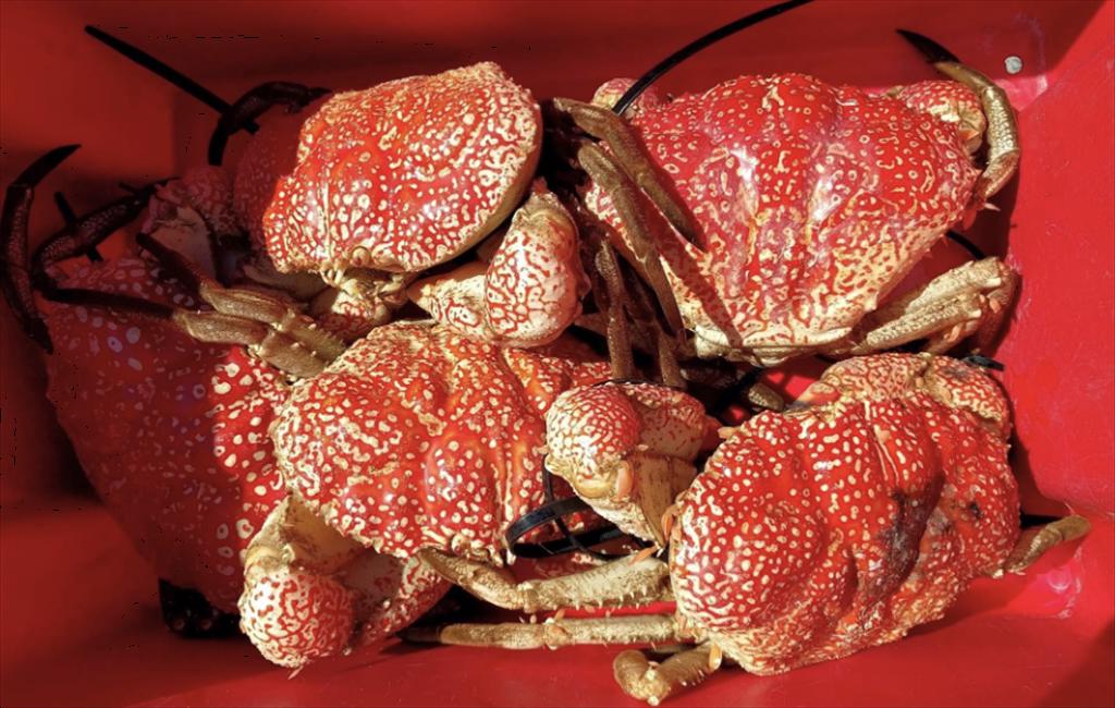 Na Uy đẩy mạnh xây dựng thương hiệu cua tại Mỹ