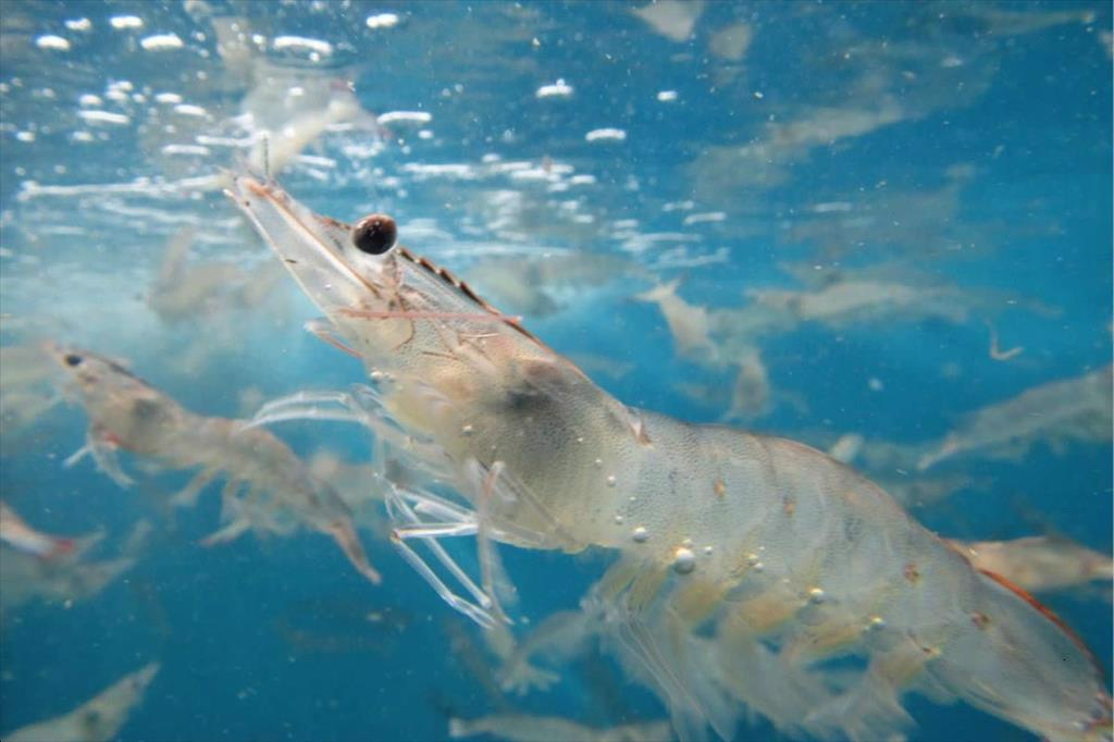 Postbiotic cải thiện sức khỏe tôm chân trắng giai đoạn hậu ấu trùng