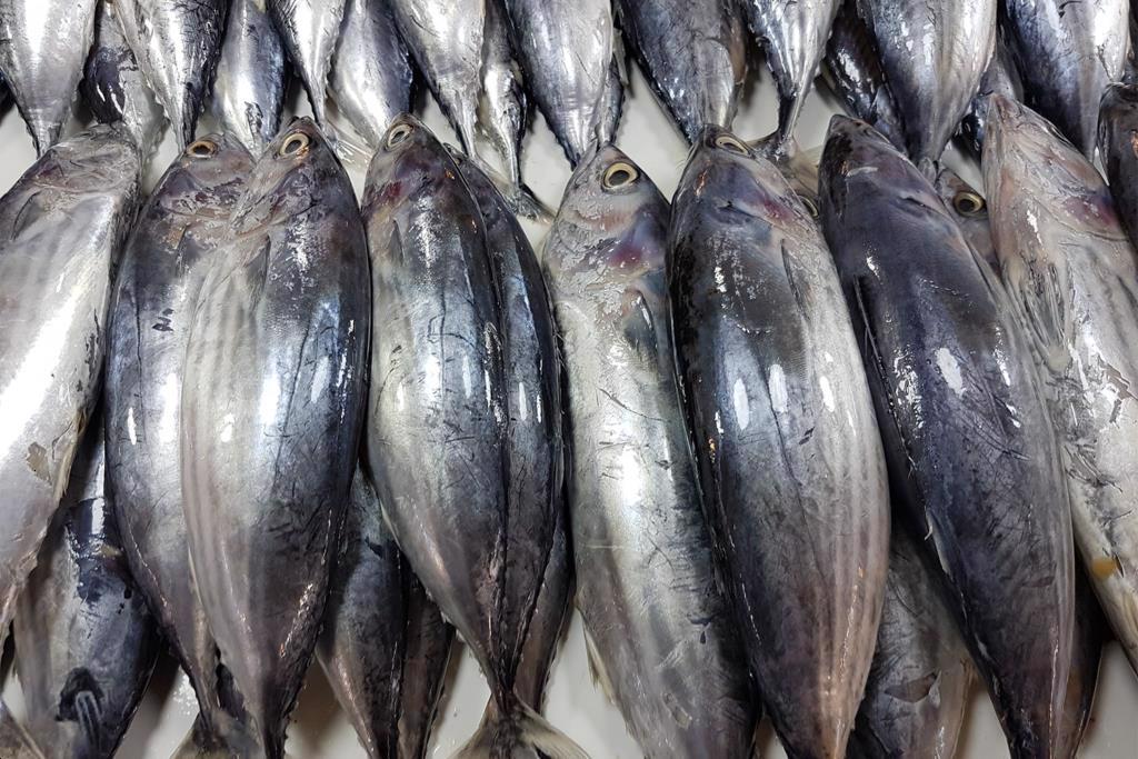 Mitsubishi siết kiểm soát cá ngừ, hướng đến 30% đạt chuẩn bền vững GSSI