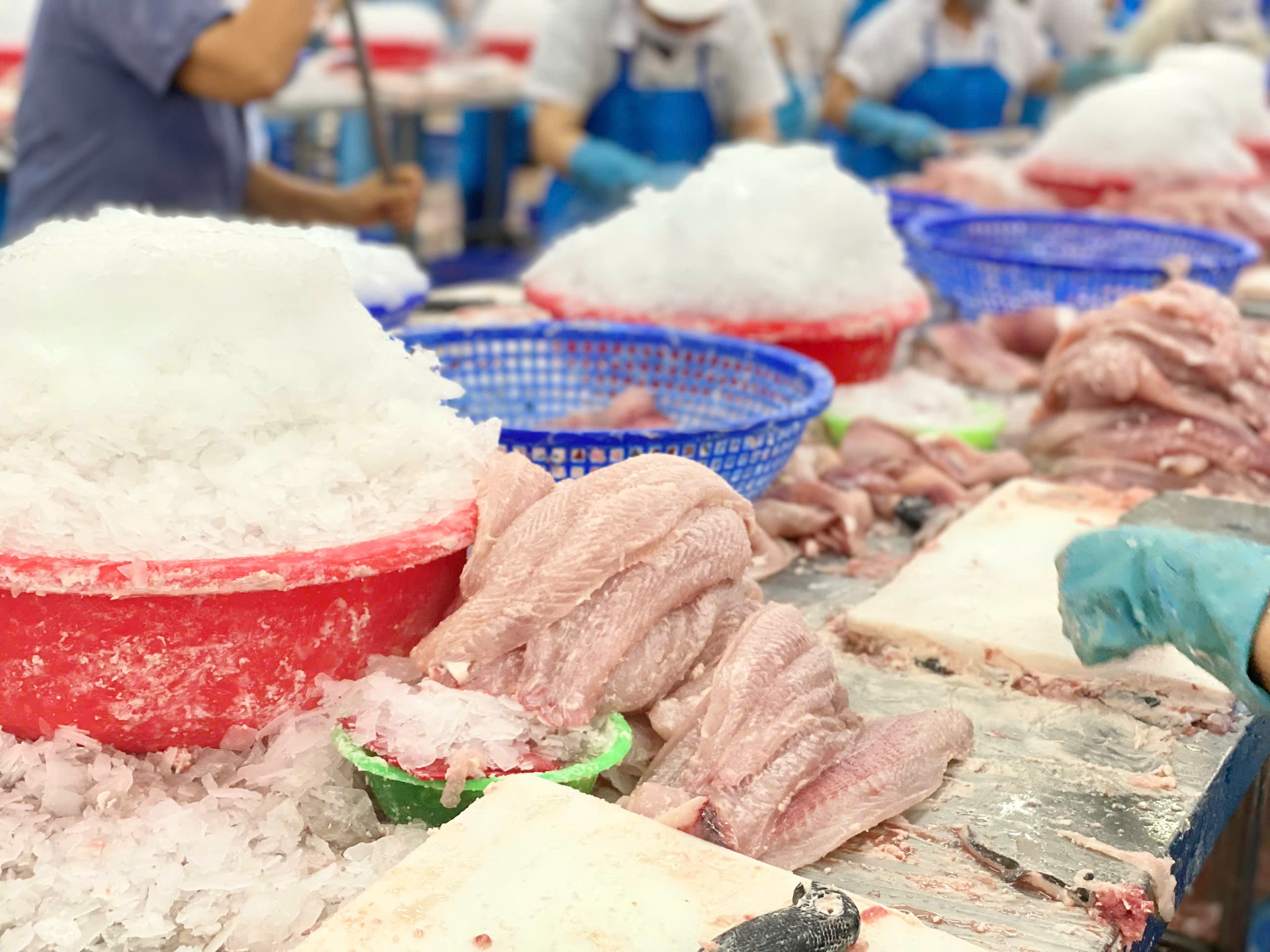 Xuất khẩu cá tra sang Mỹ tăng đáng kể nhờ gom hàng sớm trước nguy cơ áp thuế