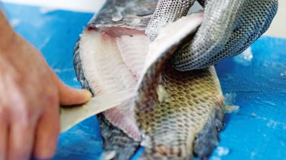 Brazil đối mặt thuế 50% từ Mỹ Cá thịt trắng sẽ xoay trục thế nào