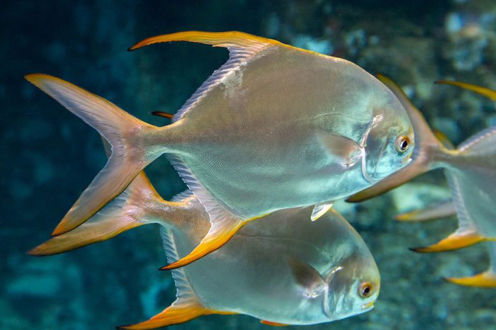 Hà Tĩnh nhân rộng mô hình nuôi cá chim vây vàng theo hướng an toàn sinh học