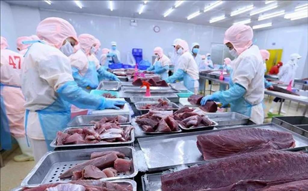 Doanh nghiệp cá ngừ thiếu nguyên liệu gia tăng xuất khẩu sang Đức