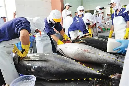 Vietnamese tuna exporters lack raw material, hindering exports to Germany