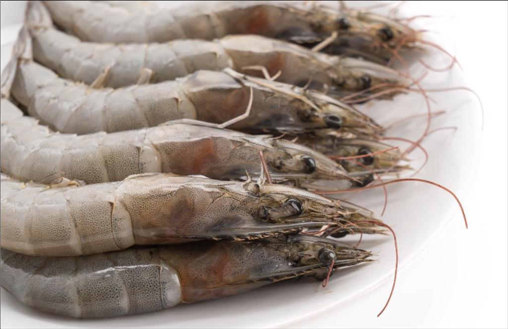 Xuất khẩu tôm Ấn Độ Giá trị tăng nhờ XK tôm chế biến tăng trưởng mạnh