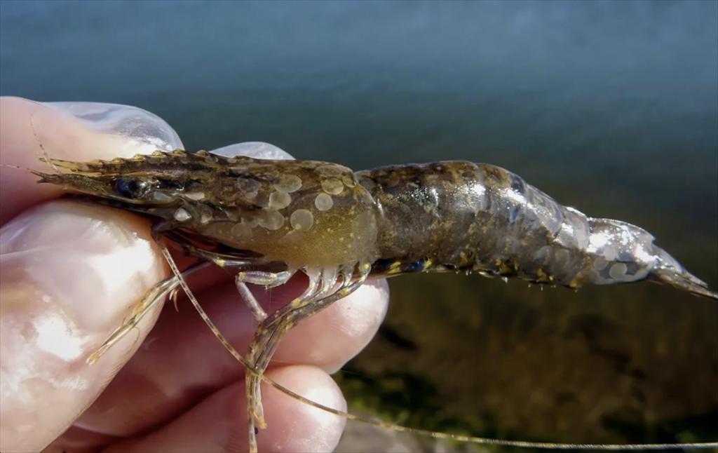 Phòng ngừa bệnh đốm trắng trên tôm nuôi