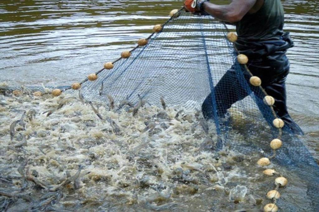 Kiểm soát khí độc H₂S trong ao nuôi tôm