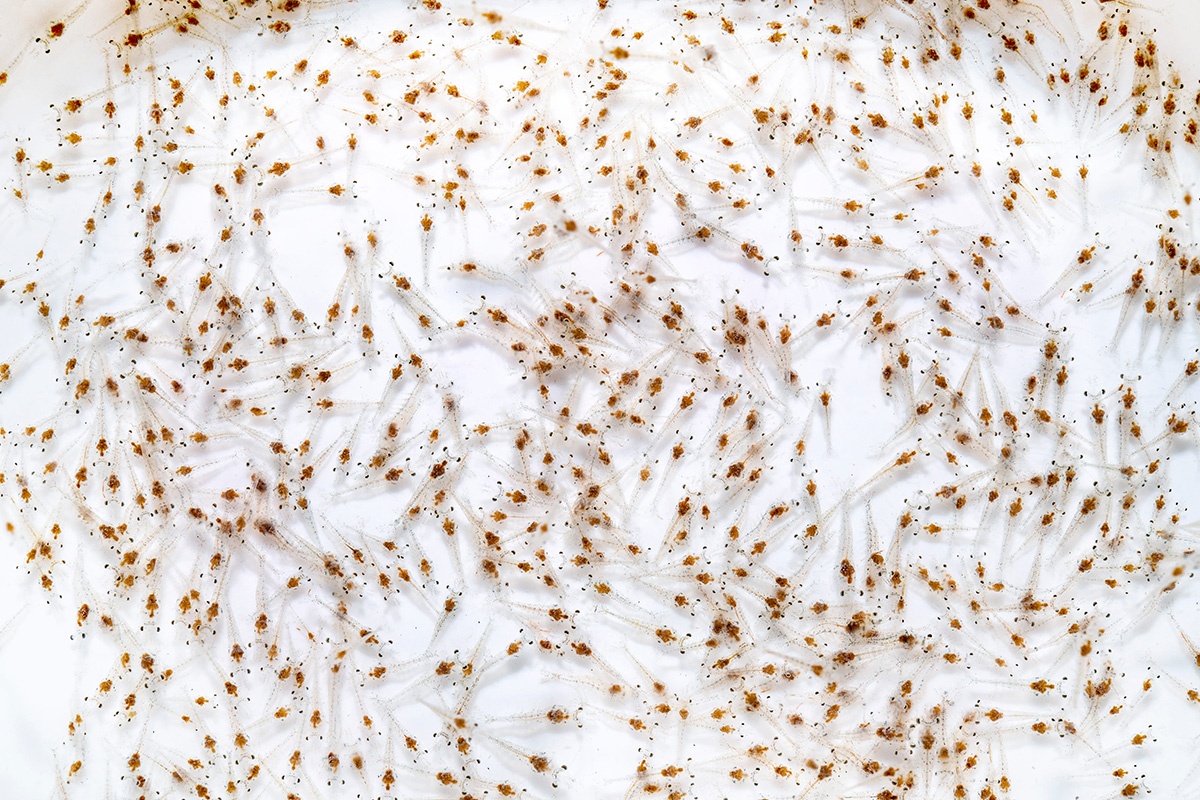 Quy trình ương tôm giống hiệu quả