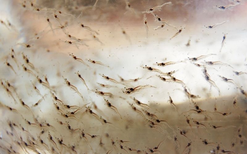 Thiếu hụt tôm giống cản trở phát triển nuôi tôm sú ở Ấn Độ