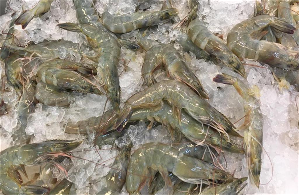 Tình hình giá tôm thế giới trong tuần thứ 3 của tháng 72025