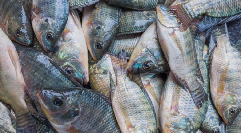 Giá cá rô phi Trung Quốc tiếp tục giảm, chưa có dấu hiệu phục hồi