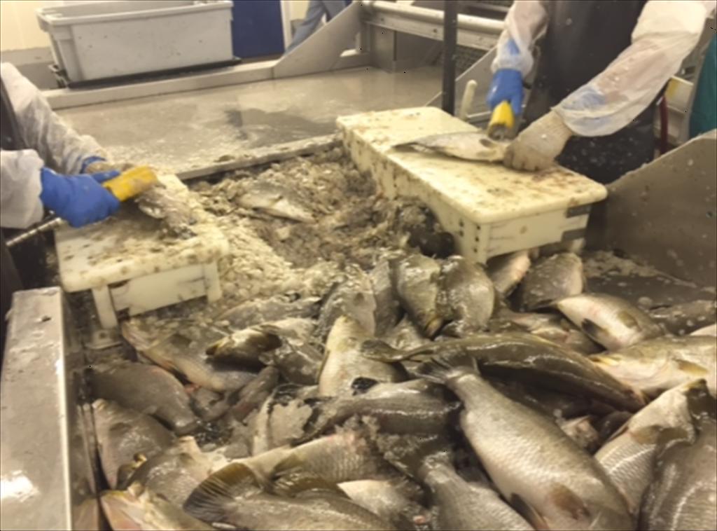 USDA trao hợp đồng cá thịt trắng trị giá 16,6 triệu USD cho Channel Fish Processing