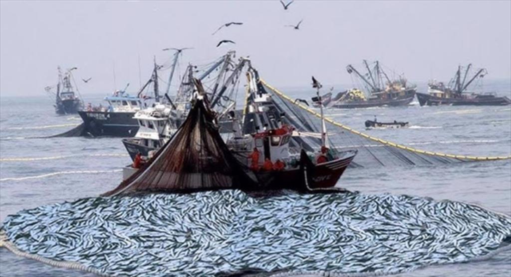 Peru đề xuất kết thúc sớm mùa khai thác cá cơm