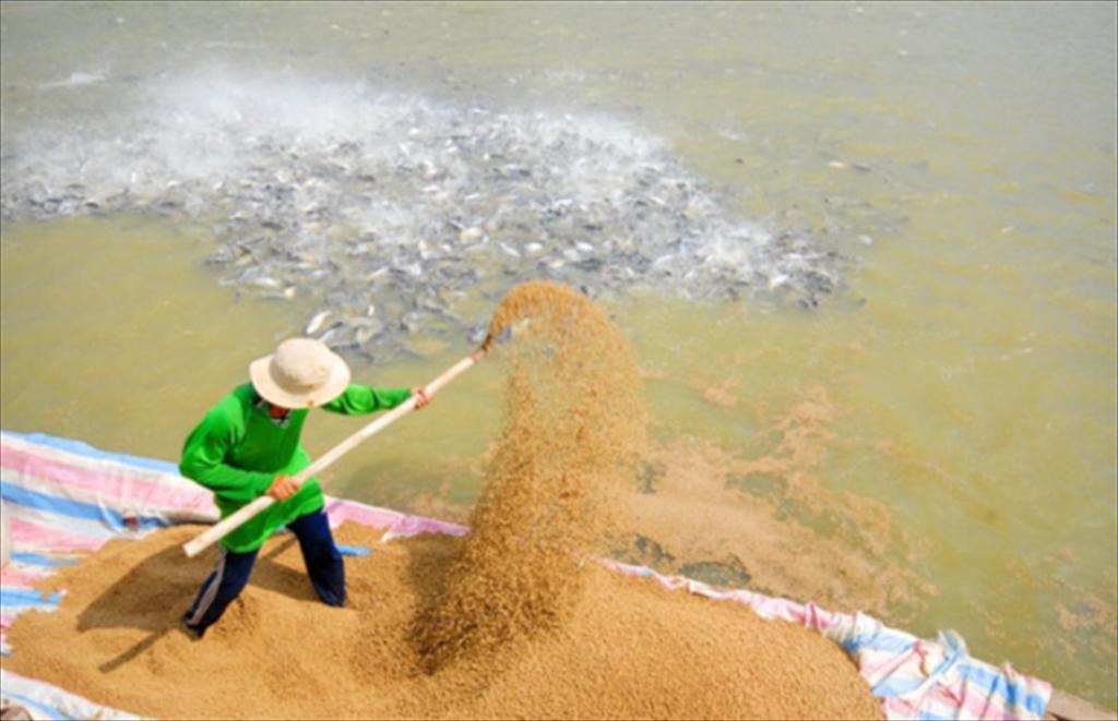  “Thức ăn xanh” – Hướng đi bền vững cho ngành thủy sản Việt Nam