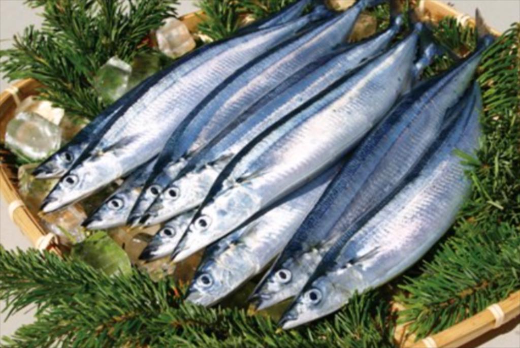 Cá thu đao đầu mùa gây sốt tại Nhật, giá đấu kỷ lục hơn 6.000 USDkg