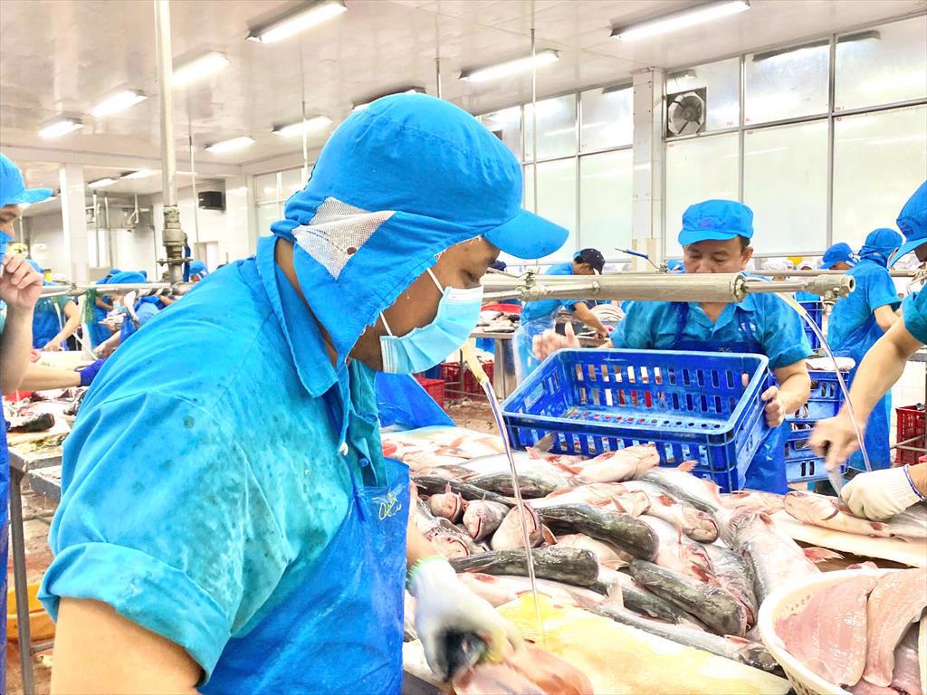 Xuất khẩu cá tra nửa đầu năm Tăng trưởng giữa thách thức thuế quan từ Mỹ