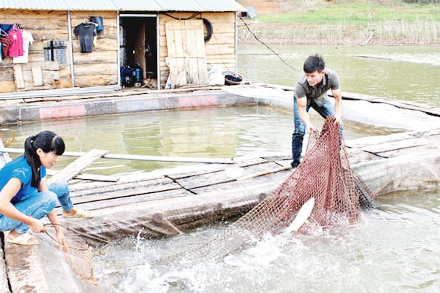 Lạng Sơn Nuôi cá lồng rô phi đạt OCOP, tăng thu nhập cho nông dân