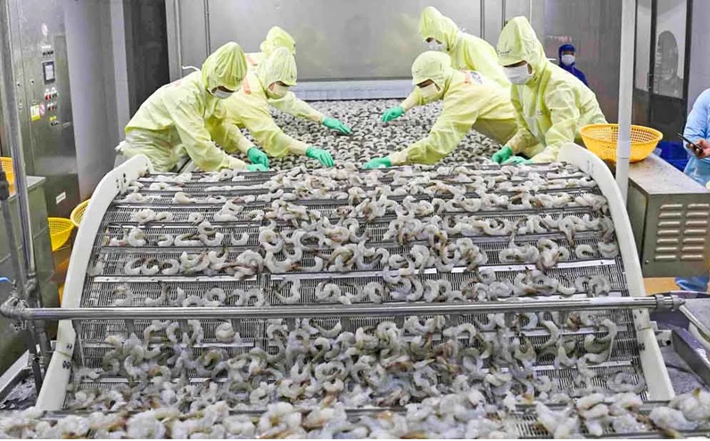 Xuất khẩu tôm nửa đầu 2025 tăng tích cực nhưng đối mặt rủi ro từ thị trường Mỹ 