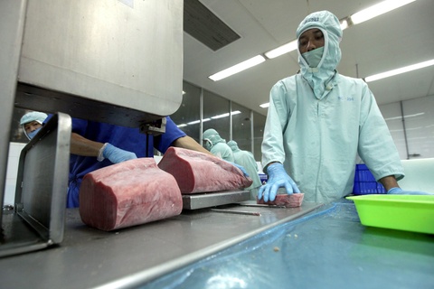 Thuế đối ứng 19% cho Indonesia và Philippines Cá ngừ Việt Nam liệu có mất thị phần tại Mỹ