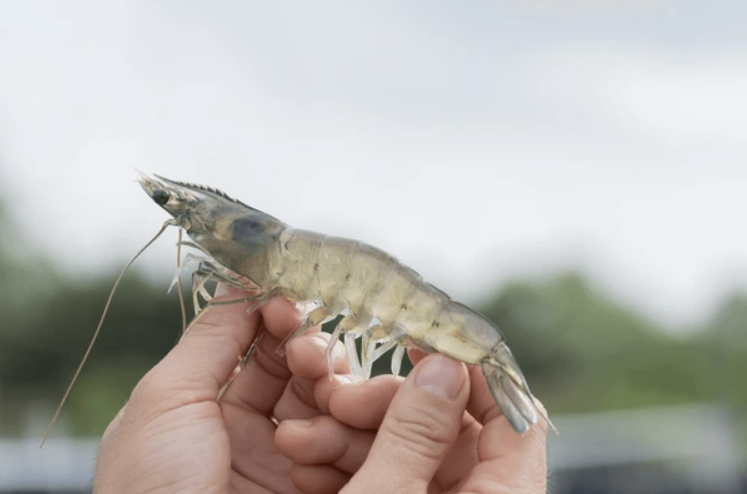 Cần Thơ Brackish shrimp farming project boosts local aquaculture