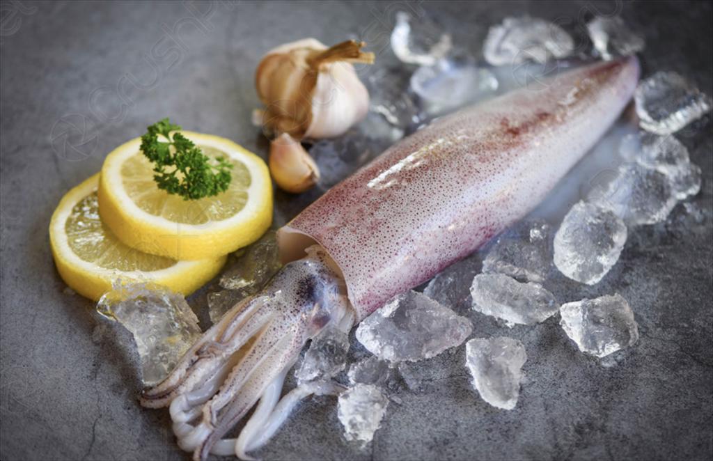 Squid and octopus exports in the first half of 2025 Momentum from Asia, pressured by the U.S and IUU Yellow Card