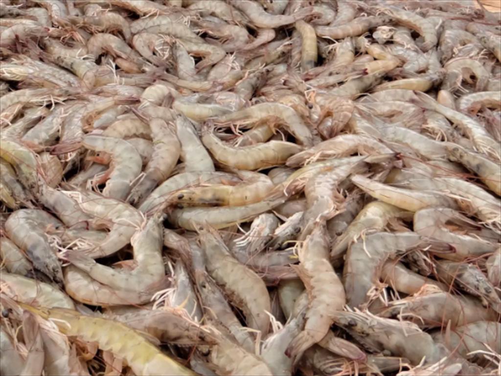 Tôm Ấn Độ tương lai từ thị trường nội địa và chiến lược phát triển mới