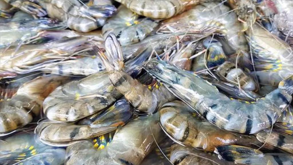 Tôm sú chiến lược mới của ngành nuôi tôm Ấn Độ