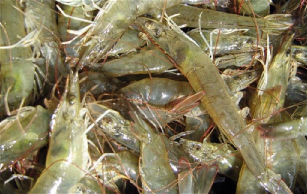 Thị trường tôm toàn cầu sự dịch chuyển và những thị trường tăng trưởng mới