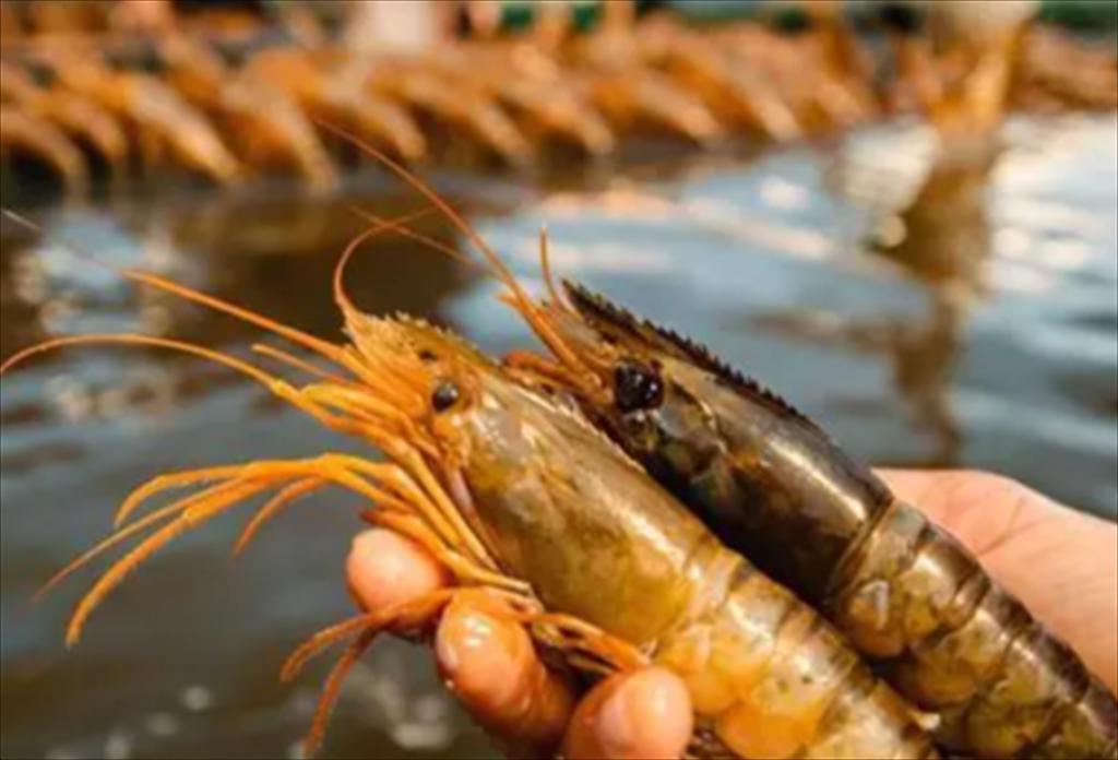 Aquagold (Ecuador) trên đà đạt doanh thu 200 triệu USD trong năm đầu tiên