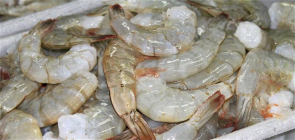 Ngành tôm Ecuador chuyển đổi sang chiến lược Khuyến mãi sâu để duy trì tăng trưởng