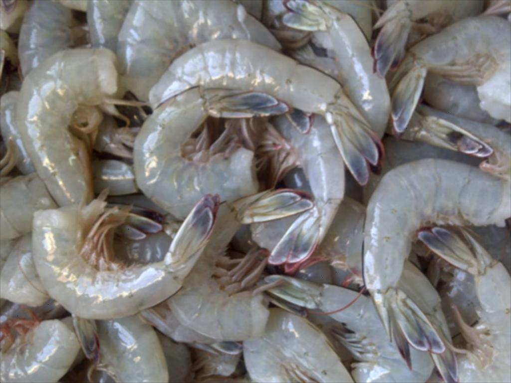 Xuất khẩu tôm Indonesia, T1-T52025 động lực và chiến lược đẩy mạnh tăng trưởng